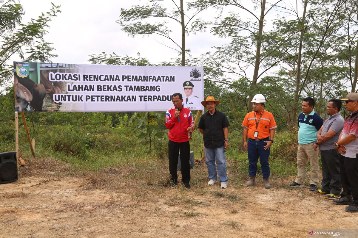 Pemkab-Arutmin jadikan lahan bekas tambang sebagai peternakan sapi