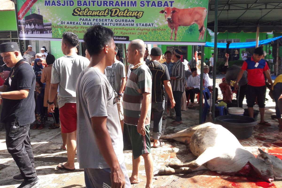 Jamaah Masjid Baiturrahim Sei Blengking sembelih 11 ekor lembu