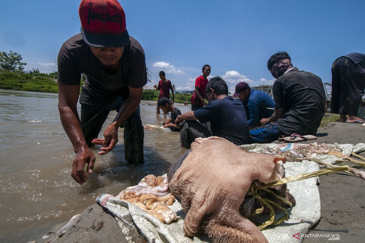 Distan Kapuas temukan segumpal cacing dalam perut sapi kurban