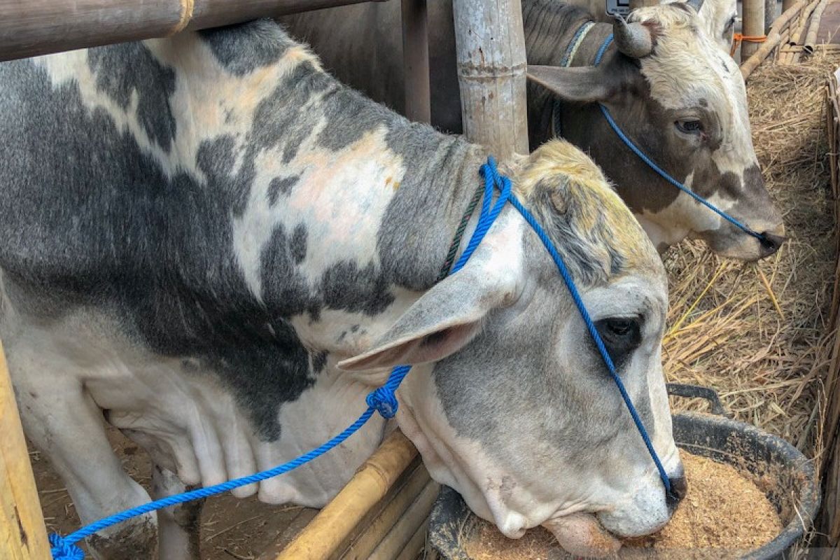 Sebanyak 110 sapi kurban di Yogyakarta terinfeksi cacing hati