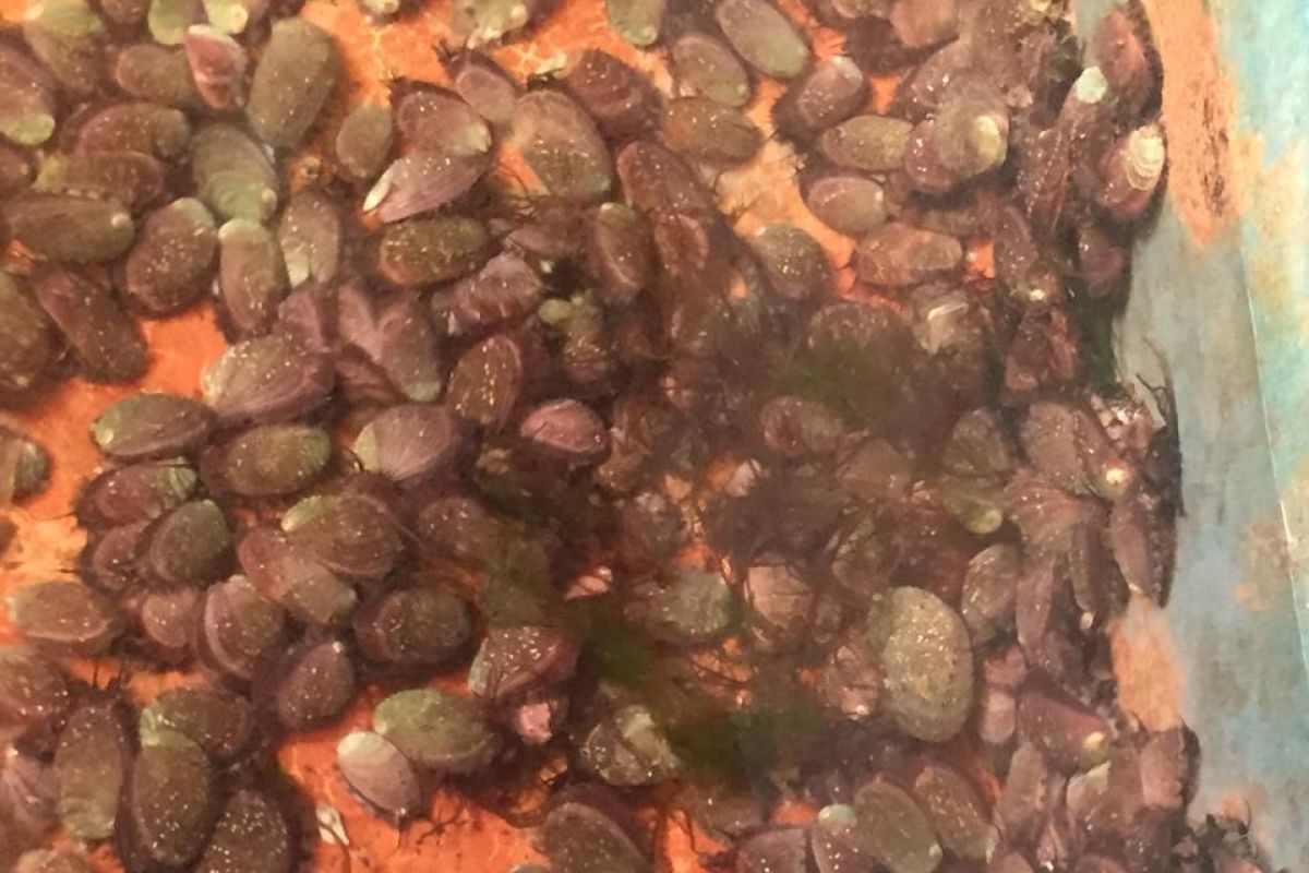 KKP kembangkan benih kerang abalone bernilai ekonomi tinggi