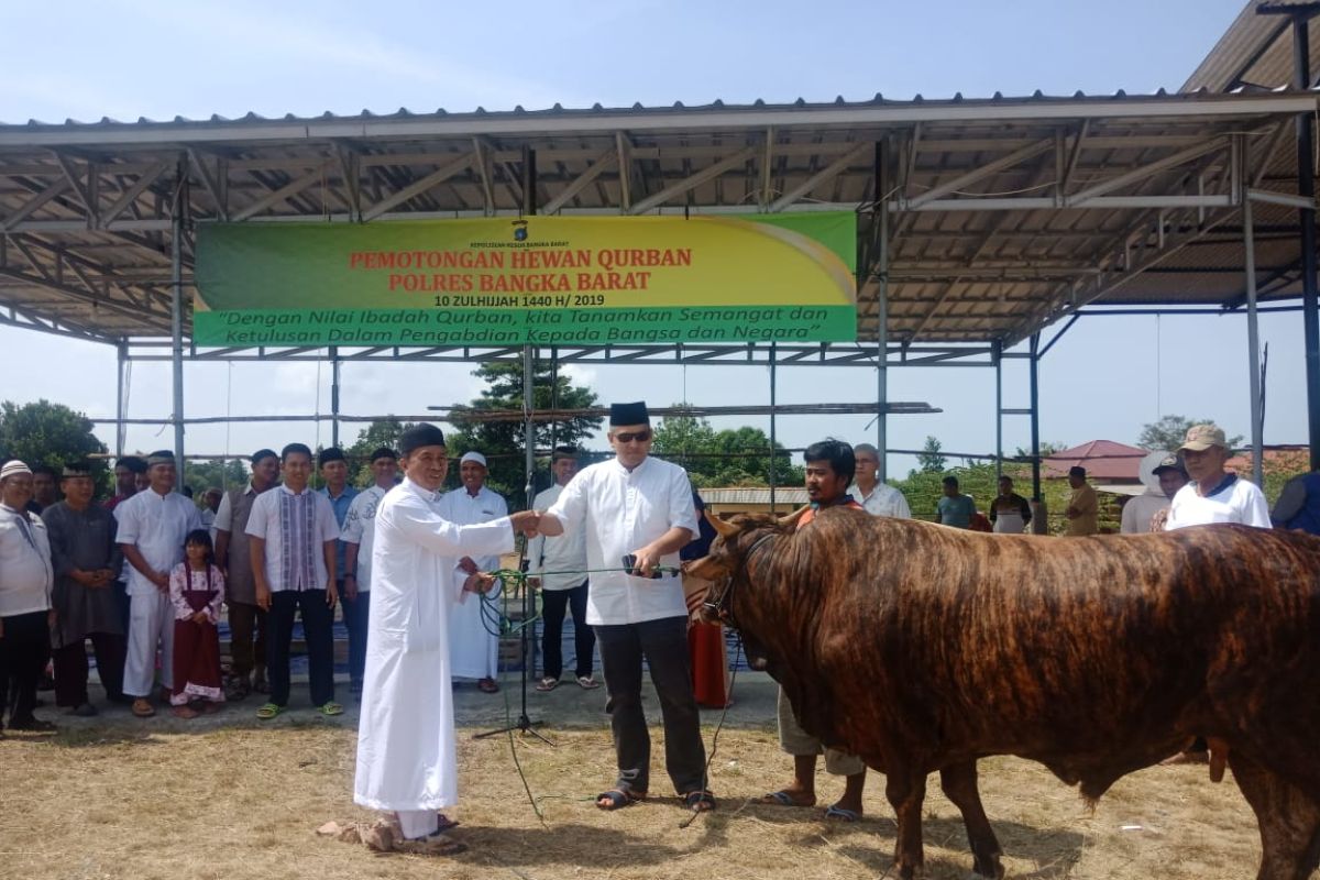 Polres Bangka Barat bantu sapi kurban ke Masjid Jamik