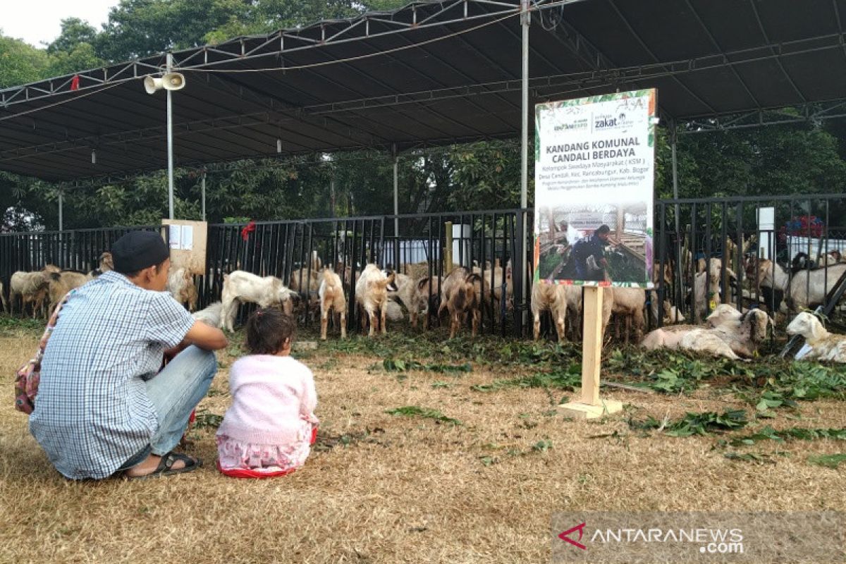 Al Azhar Mosque to distribute  sacrifice meat to Sumatra, Papua
