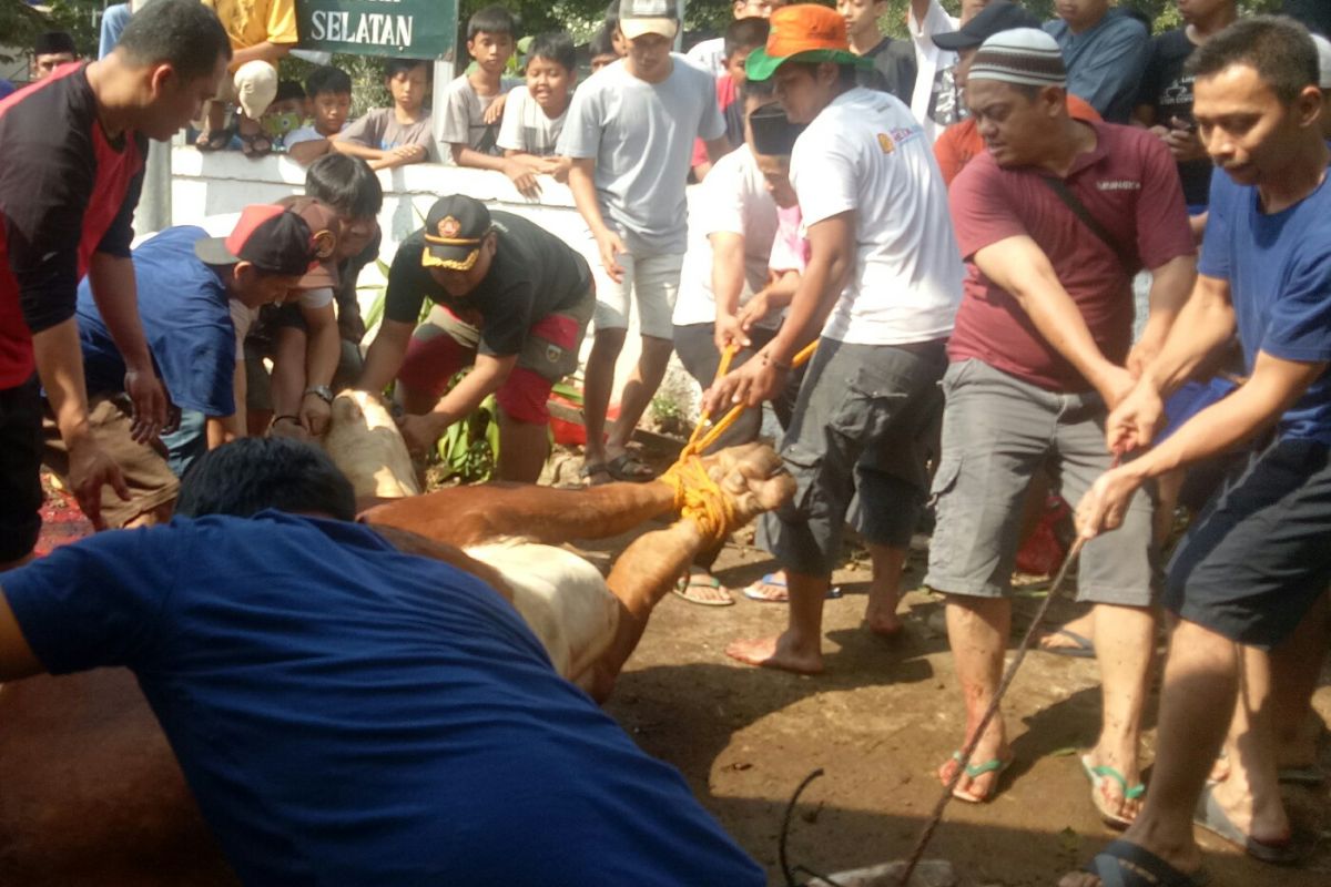 Taklukkan sapi kurban 'Limosin' Anies butuh 15 orang