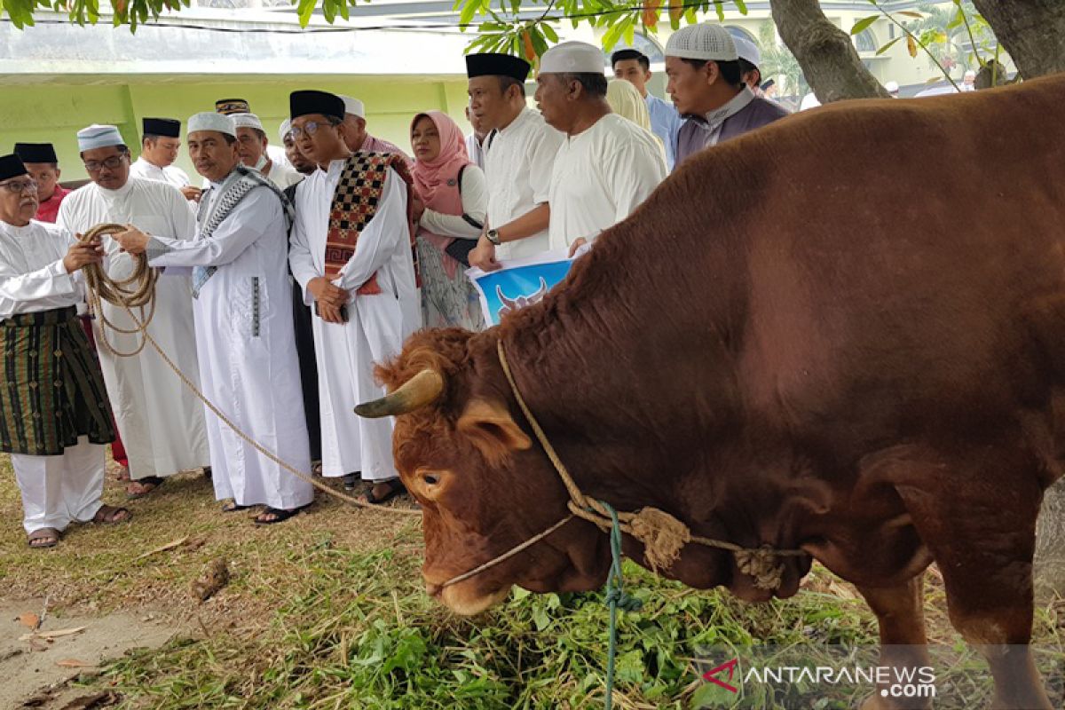 Presiden Jokowi kurban sapi "limosin" 1 ton di Pekanbaru