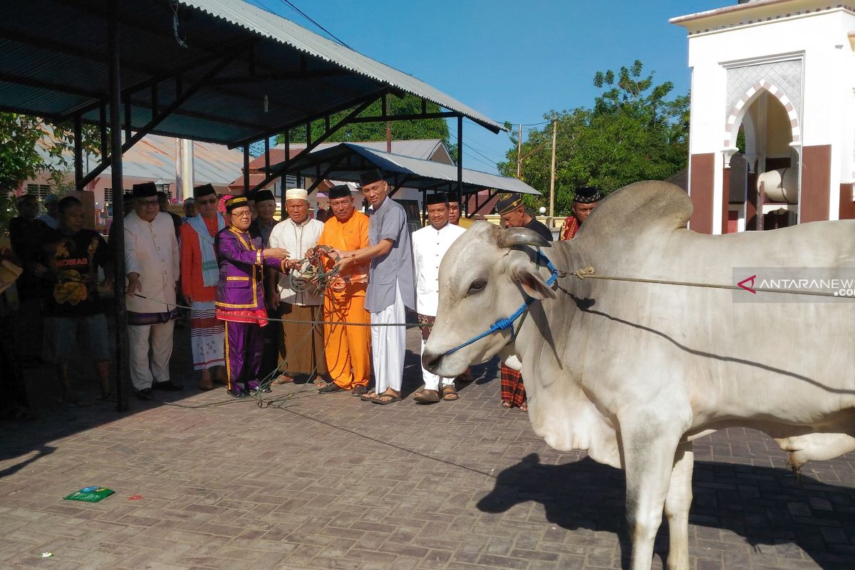 Bupati Gorut serahkan sapi Sumba di Masjid Agung Baiturrahim