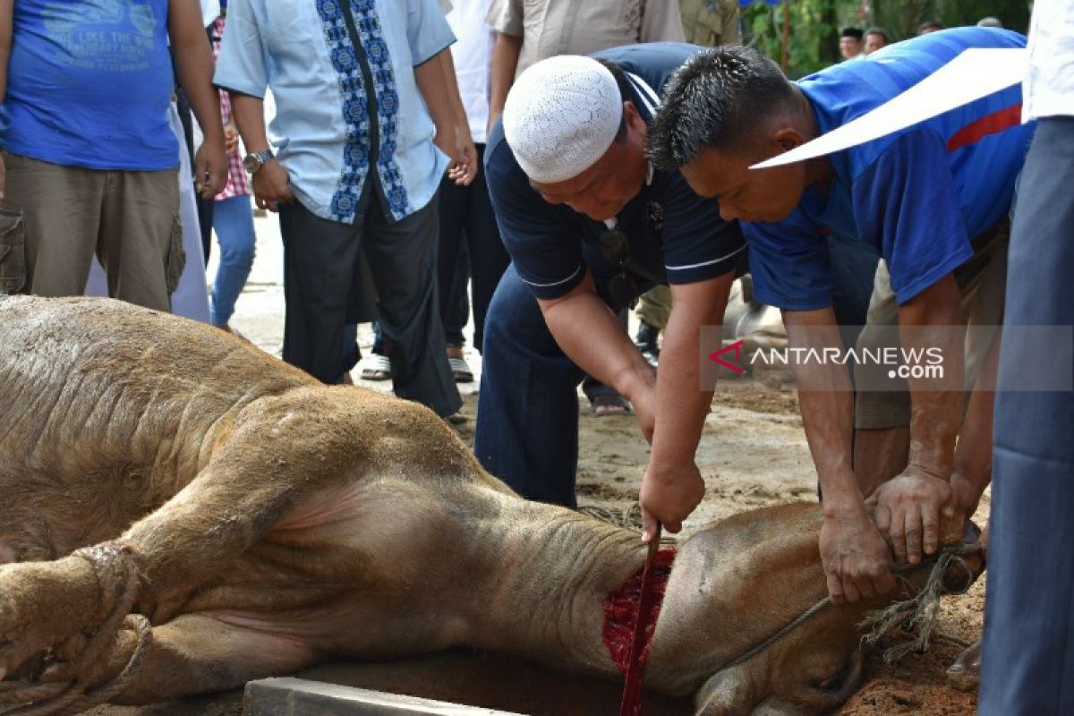 ASN Pemkot Sibolga dan Wali Kota sembelih 26 hewan kurban