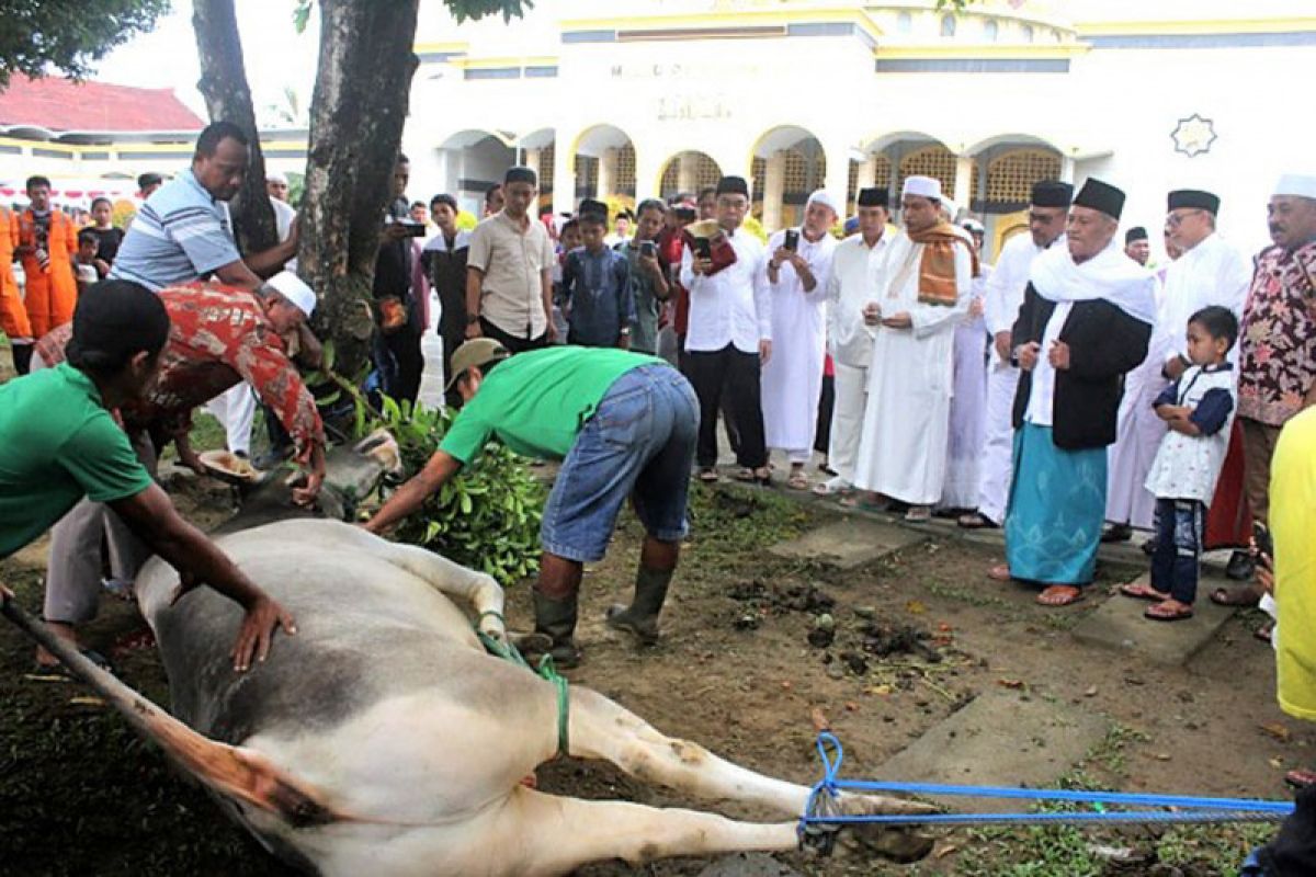 Pemotongan hewan kurban di masjid Alfatah berlangsung tiga hari