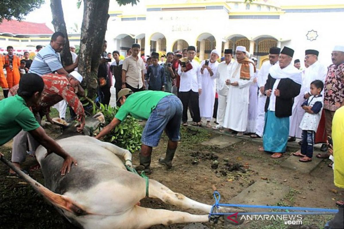 Pemotongan hewan kurban di masjid Alfatah Ambon berlangsung tiga hari