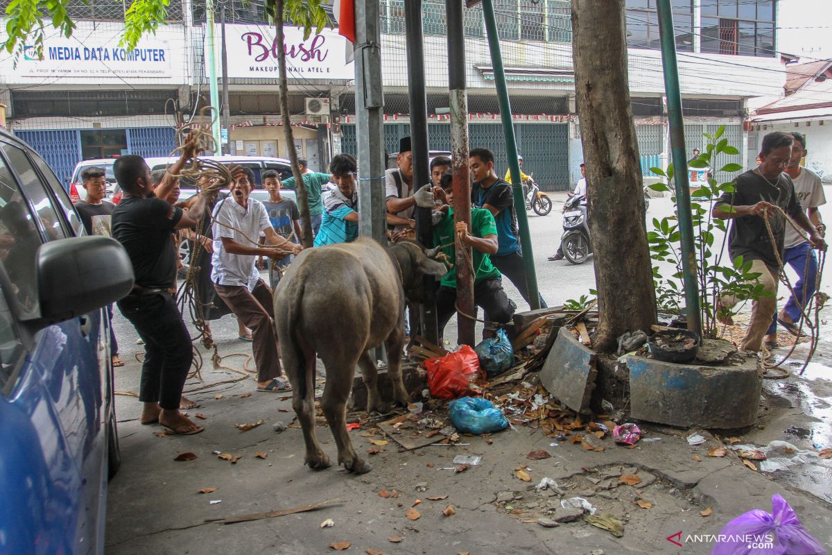 Kota Pekanbaru sediakan sebelas ribu hewan kurban