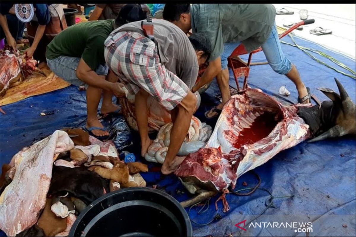 Dinas Pertanian Kapuas temukan segumpal cacing dalam perut sapi kurban