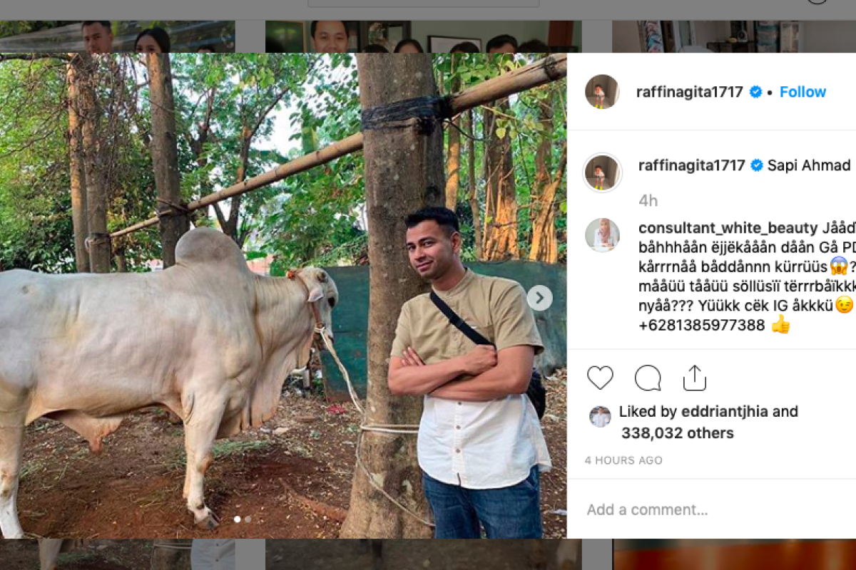 Idul Adha, Raffi berpose bareng "sapi Ahmad"