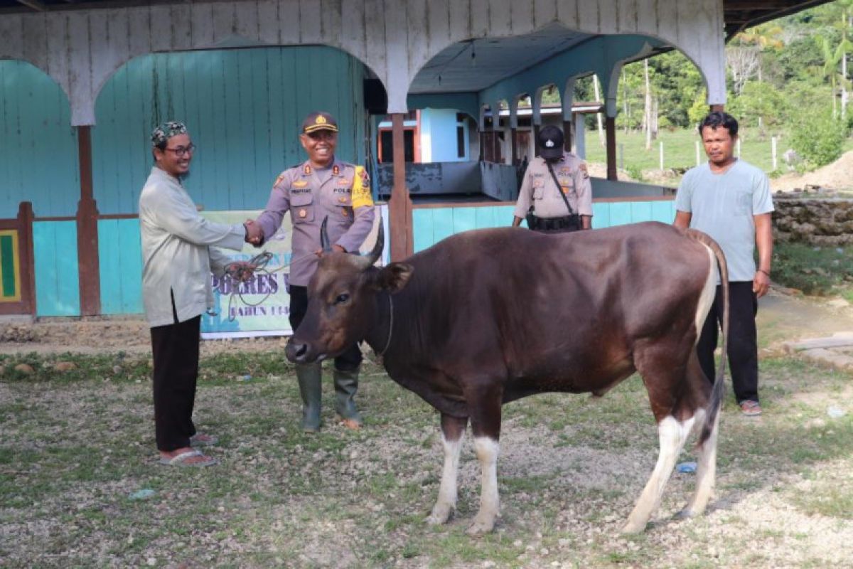 Pedalaman Kampung Toire-Waropen Papua mendapat bantuan hewan kurban