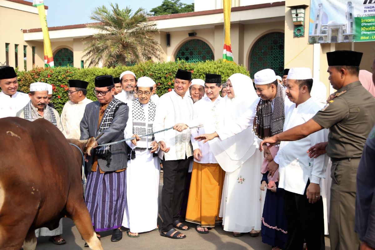 PHBI Pandeglang selurkan hewan kurban, 5 ekor sapi/kerbau dan 49 kambing