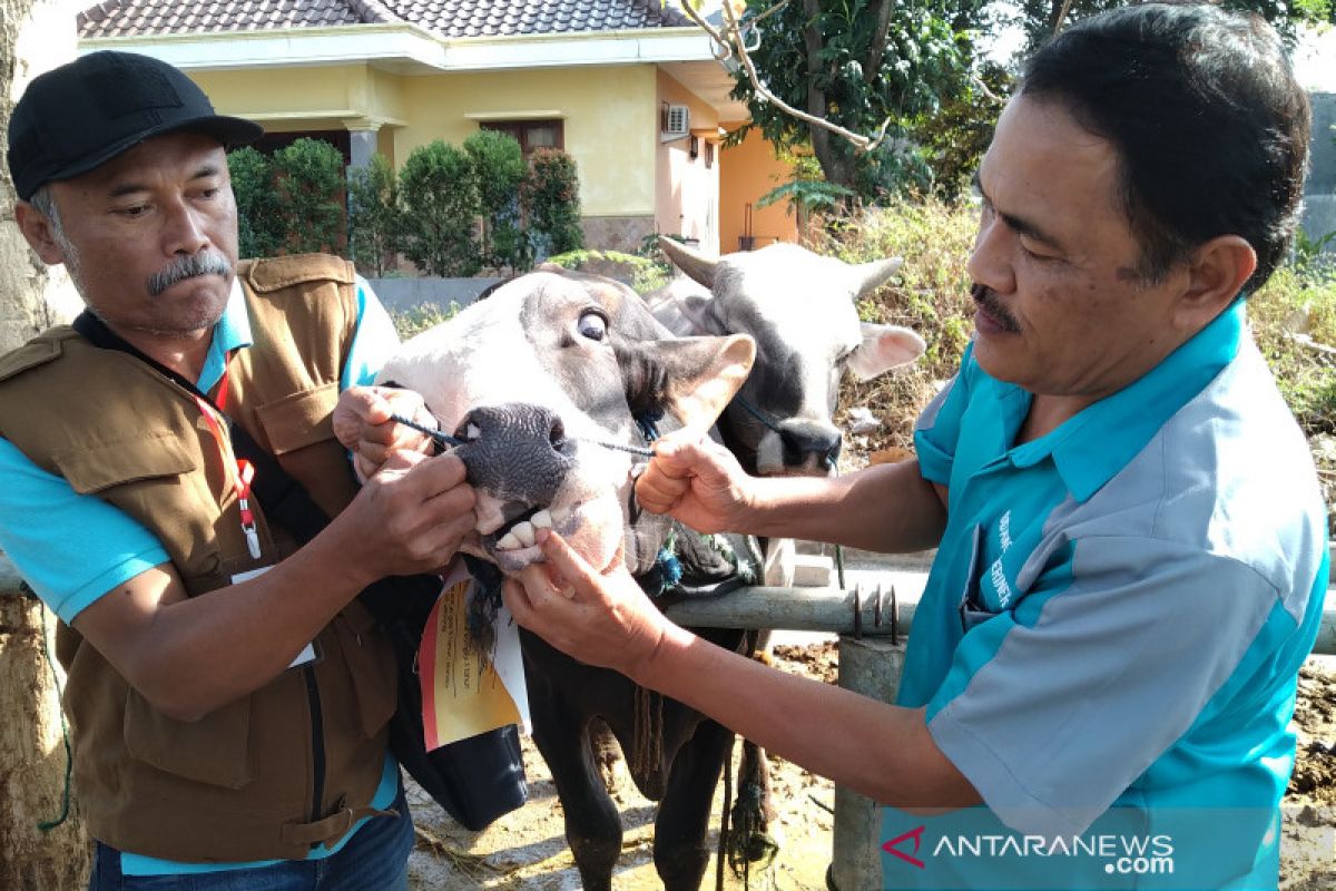 Disnak Keswan Jateng gandeng PDHI cek kondisi daging kurban