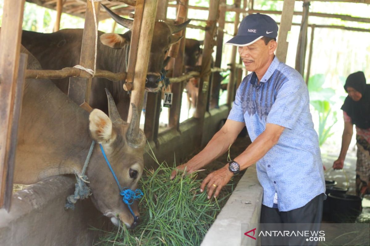 Bermodal dengkul, Umar sukses makmurkan peternak desa