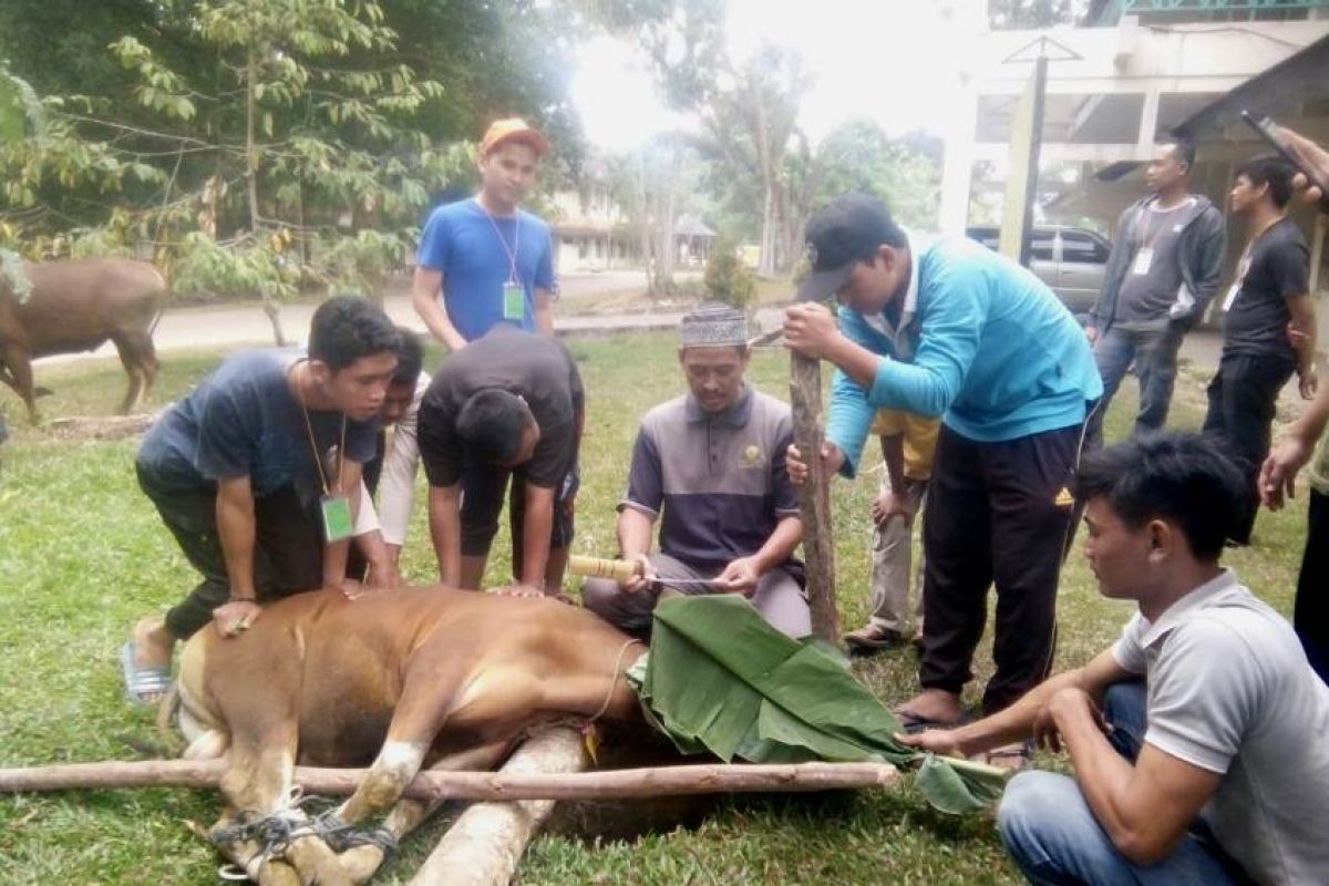 Peternakan Unja sembelih tujuh ekor sapi kurban