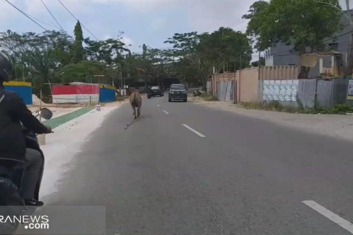 Mau dijadikan hewan kurban, sapi kabur ke jalan raya