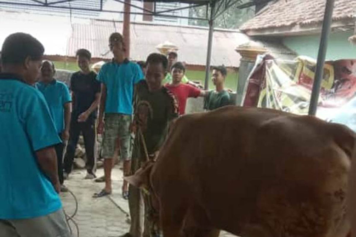 Suasana pemotongan hewan kurban di Pal Lima (video)