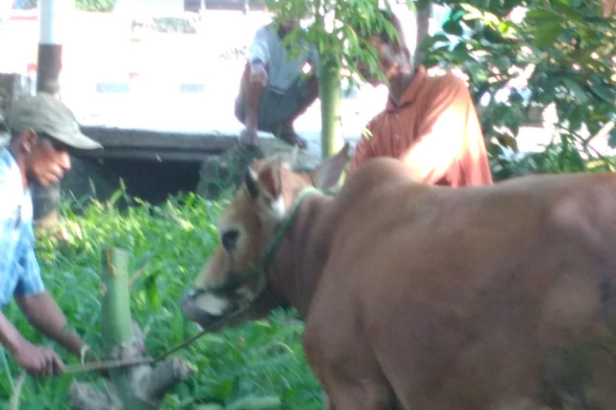 Pemerintah Kabupaten Bangka Tengah salurkan 37 sapi