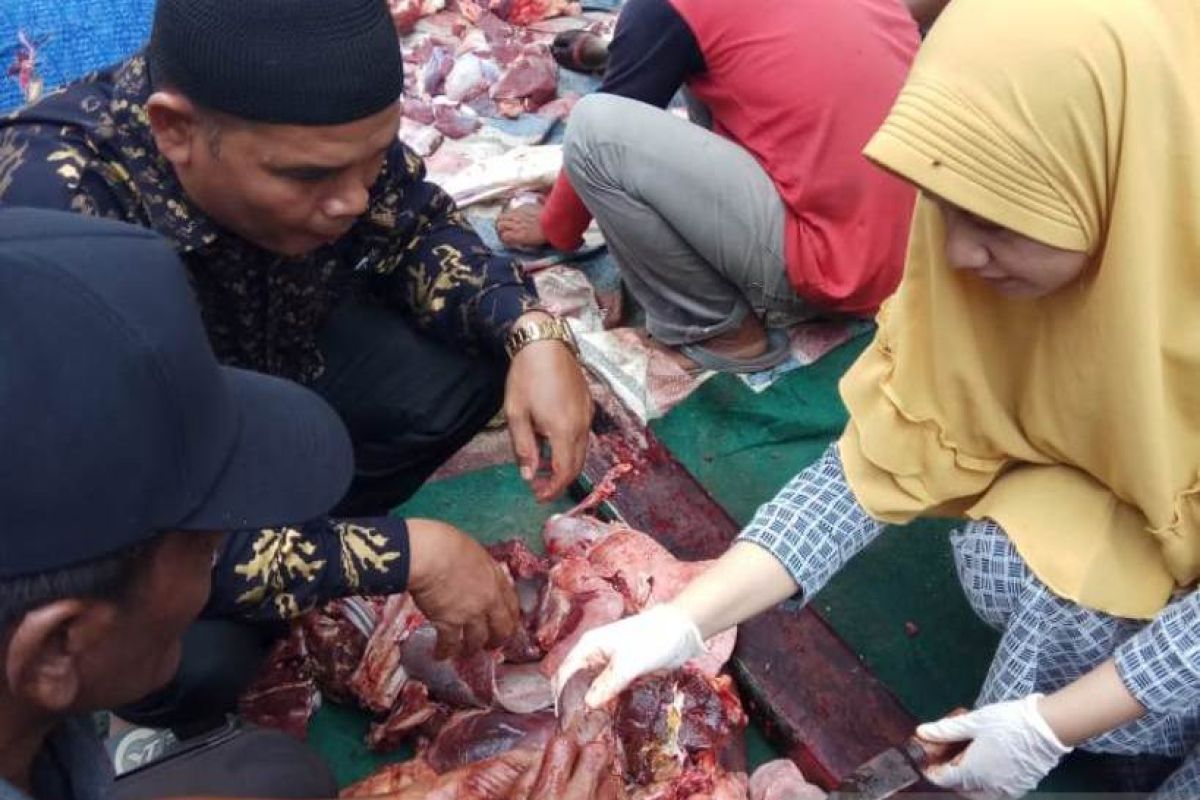 Petugas temukan cacing pada hati sapi kurban di Putussibau