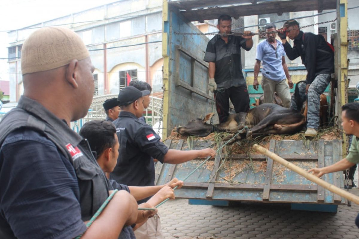 ACT Aceh distribusikan 1.000 ekor lebih hewan  kurban