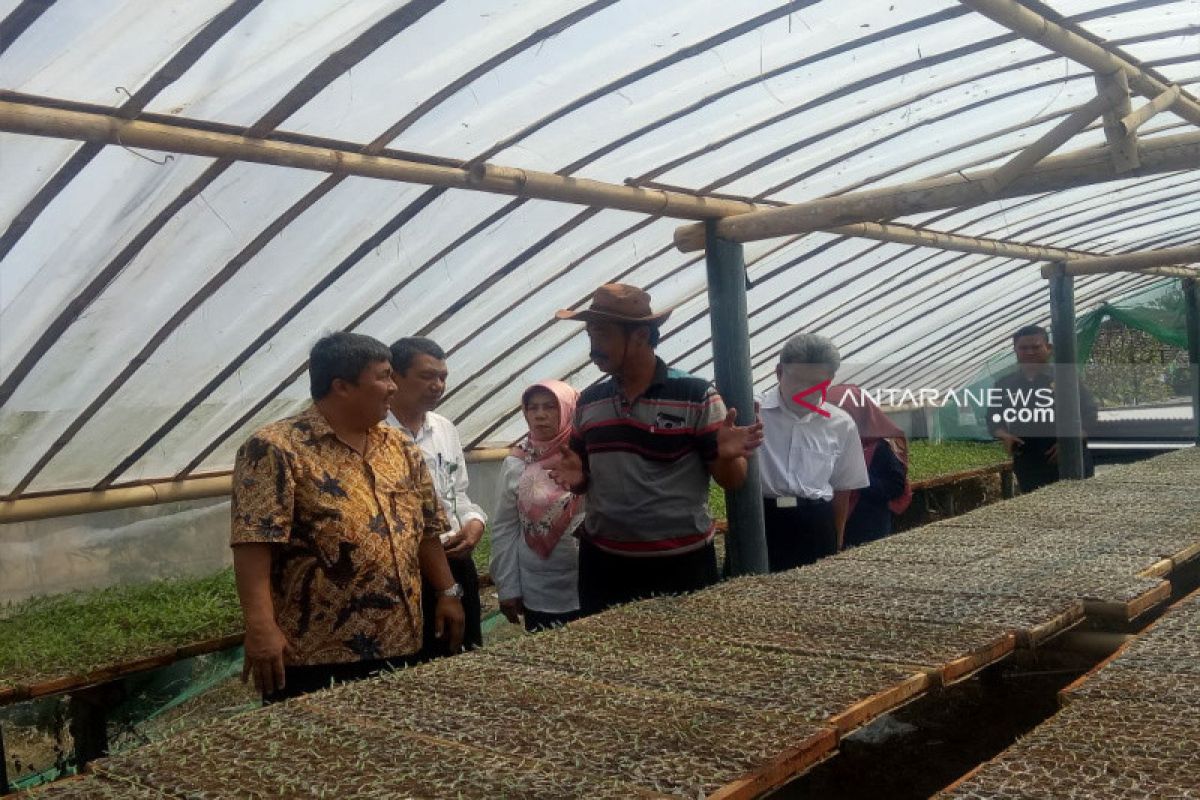 Produksi cabai di Kulon Progo  150 ton/hari