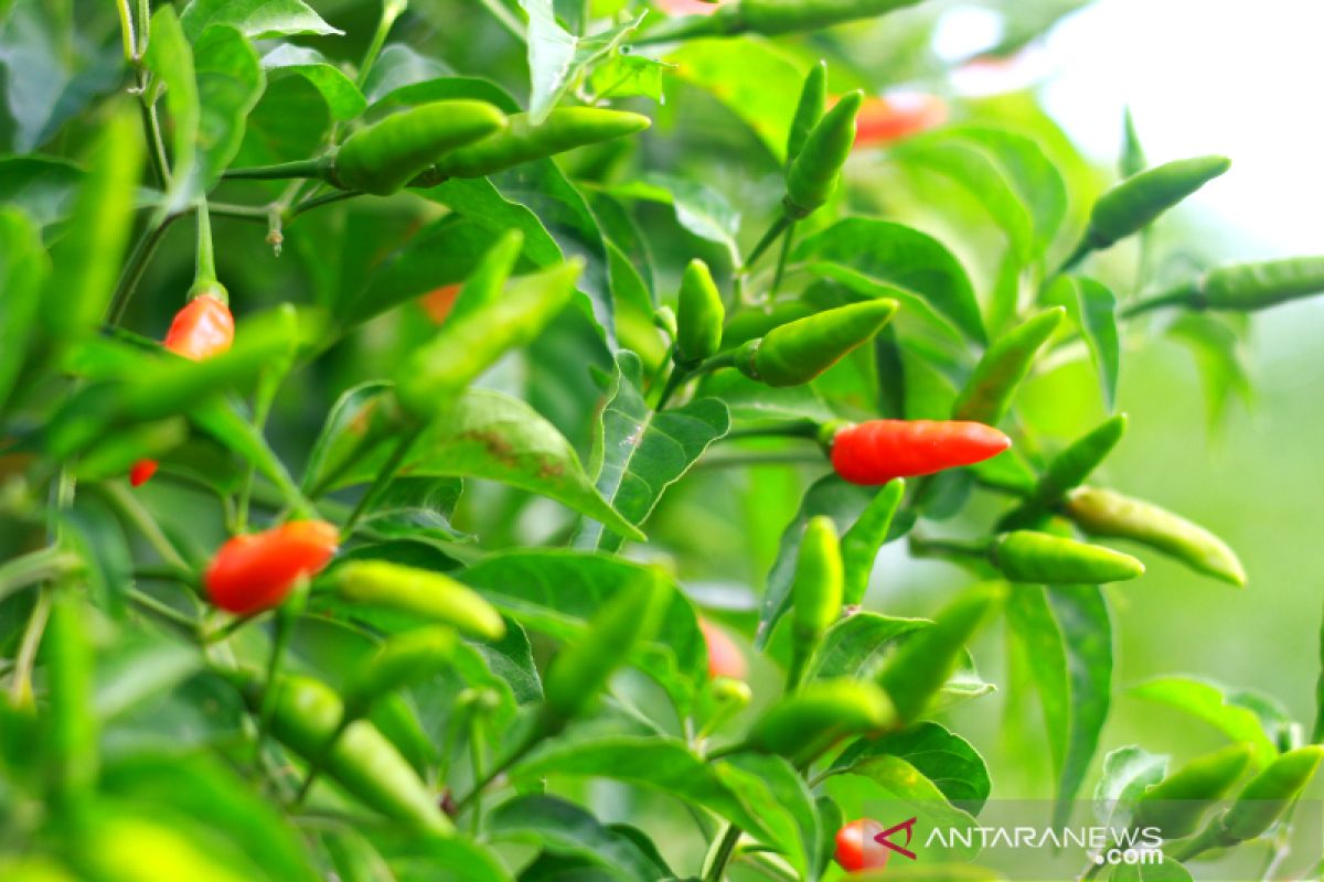 News Feature -- Spicy food lovers, try spiciest bird's eye Hiyung chili