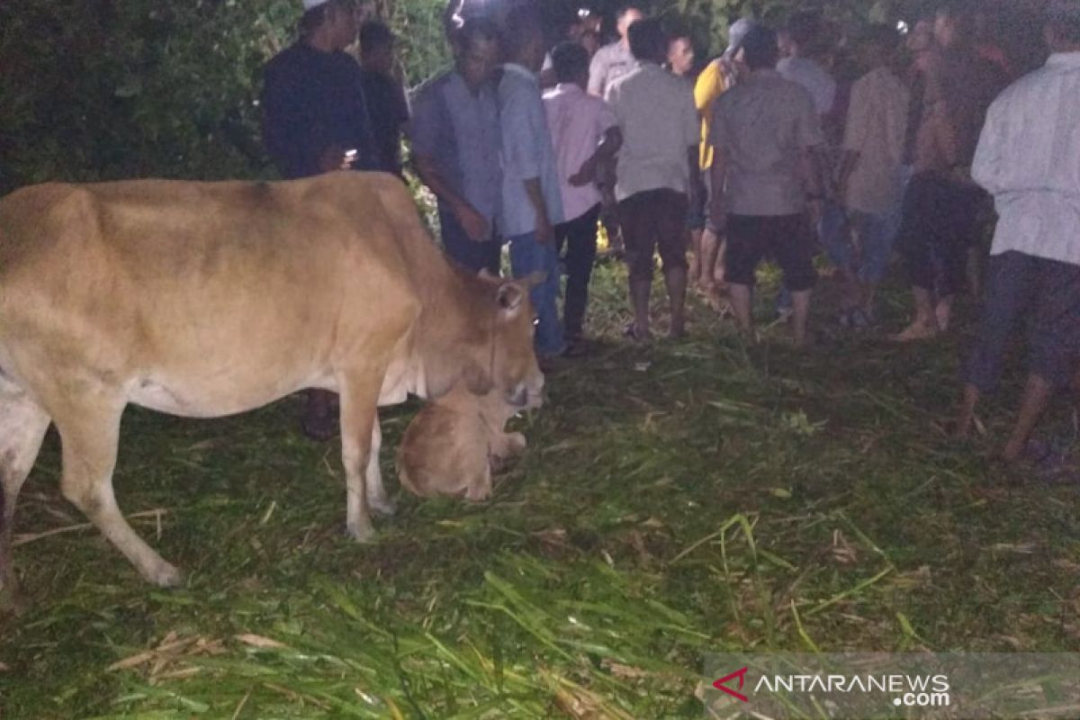 Seorang peternak Aceh Utara ditemukan tewas di kebun