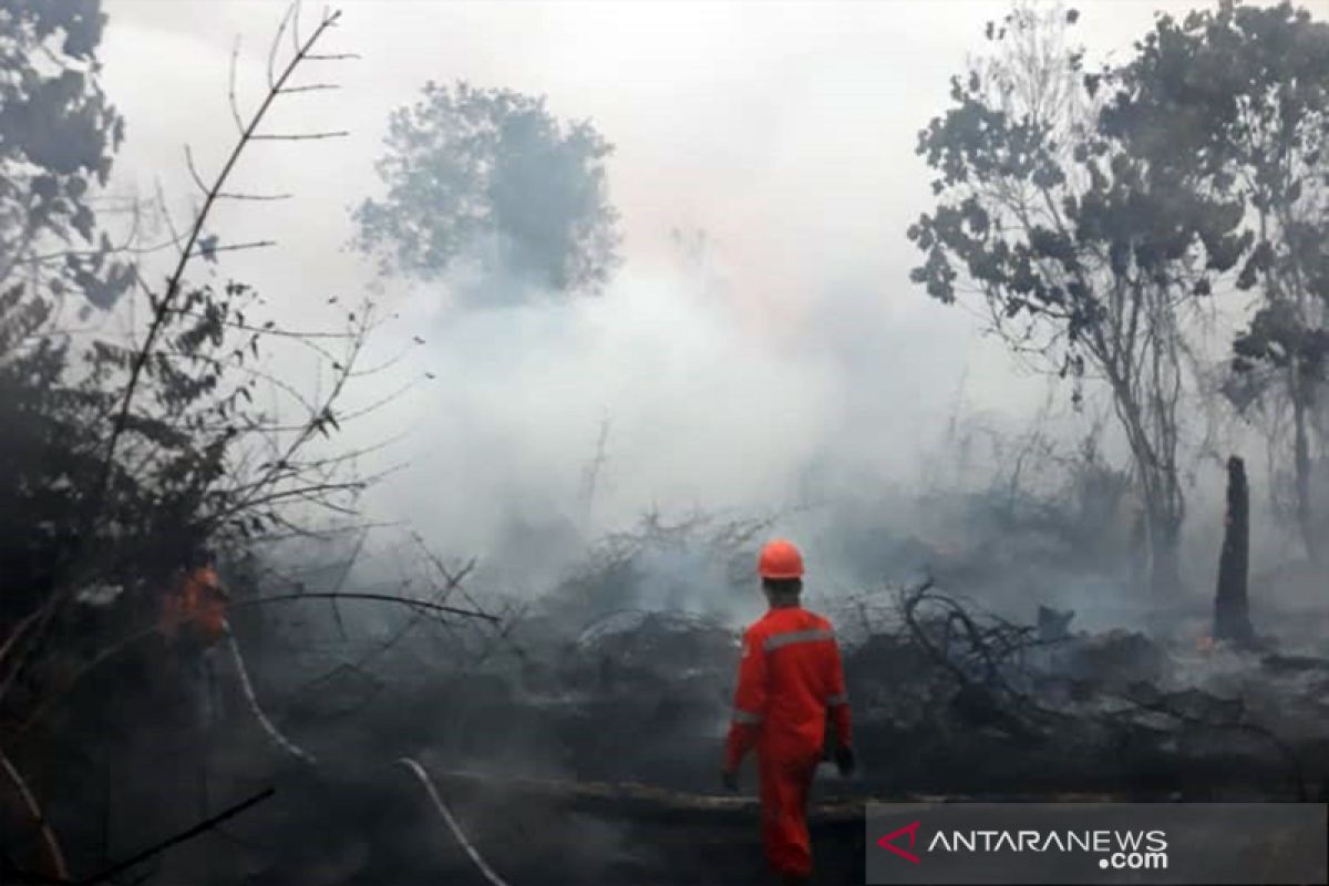 Kebakaran di TN Tesso Nilo Riau terjadi sporadis di area perluasan, begini penjelasannya