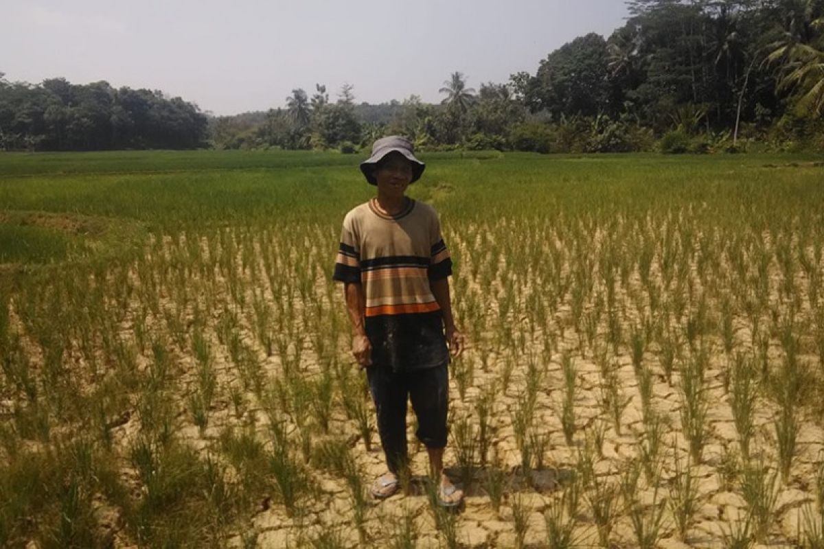 Kemarau, sebabkan petani Lebak rugi Rp10 juta/ha