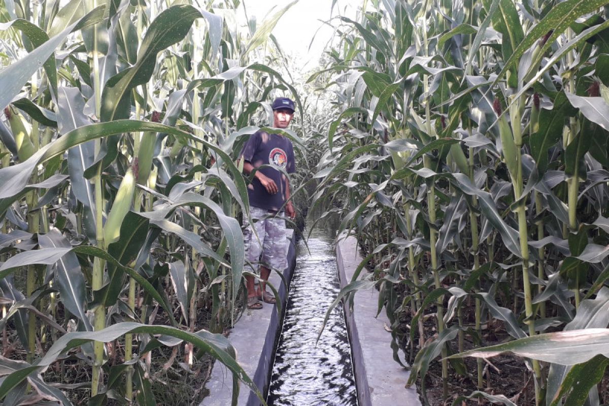 Virus bulai serang tanaman jagung petani di Sariak Pasaman Barat