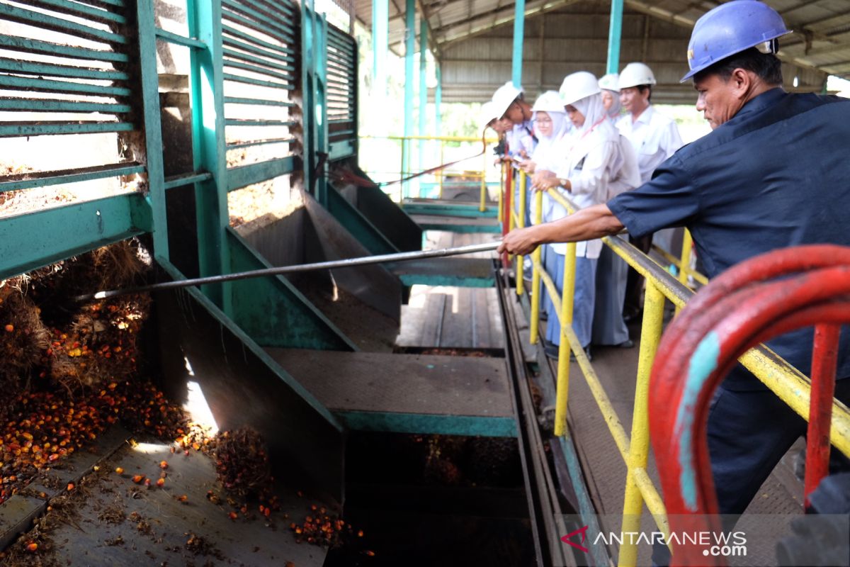 Siswa SMN lihat pengolahan kelapa sawit di pabrik PTPN IV