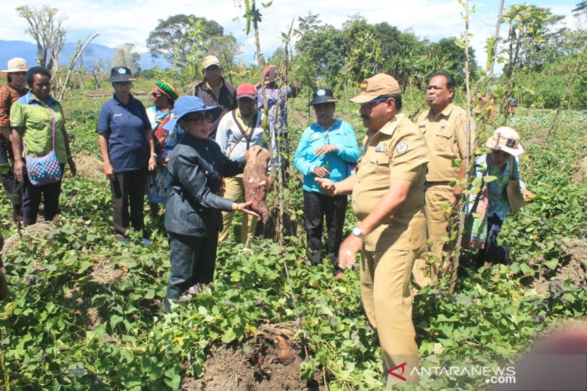 Bupati Jayawijaya motivasi petani Distrik Musatfak lebih giat bekerja