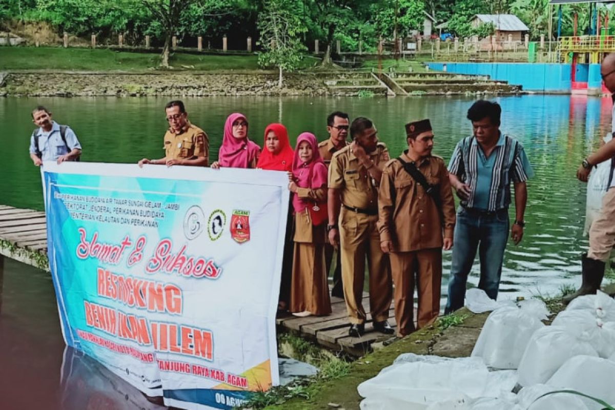 Cegah kepunahan, 188.000 bibit ikan Nilem ditebar ke Danau Maninjau