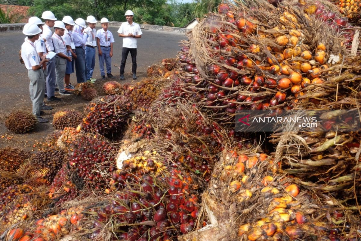 Peserta SMN 2019 antusias mendapat pengetahuan kelapa sawit