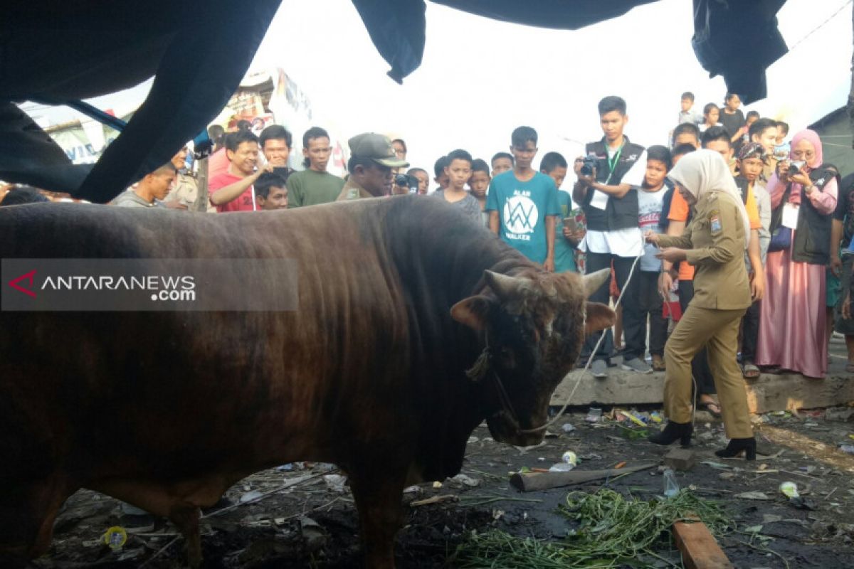 Sapi kurban Wakil Wali Kota Palembang mengamuk saat akan disembelih