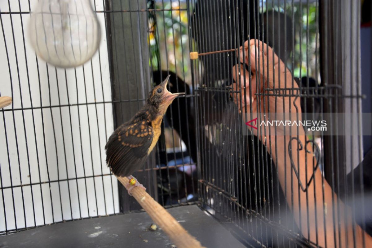 Tinggalkan ayam potong, Arif Sutejo pun sukses beternak murai batu