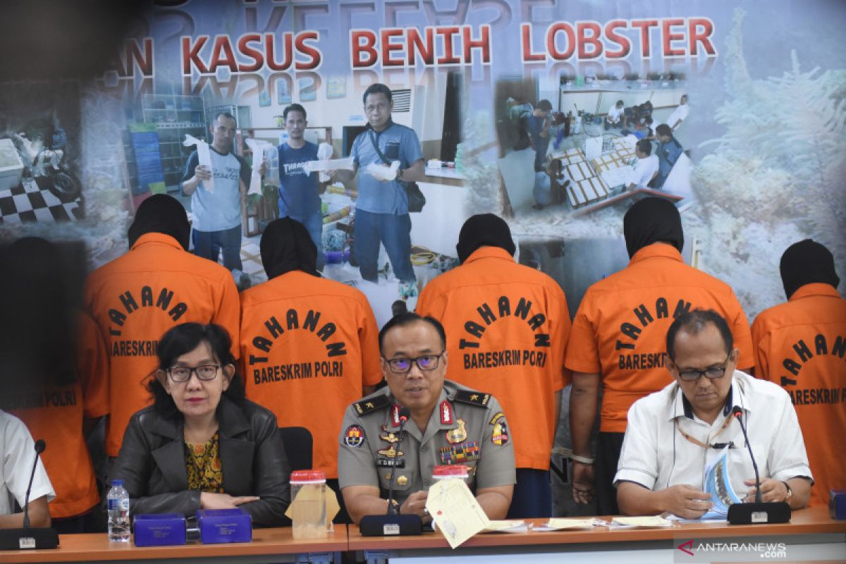 Tak akan jera jika pelaku jual beli bibit lobster dihukum ringan