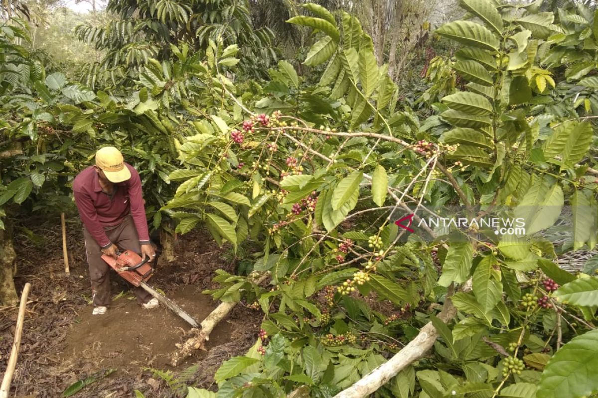 Harga jual turun, petani tebangi tanaman kopi