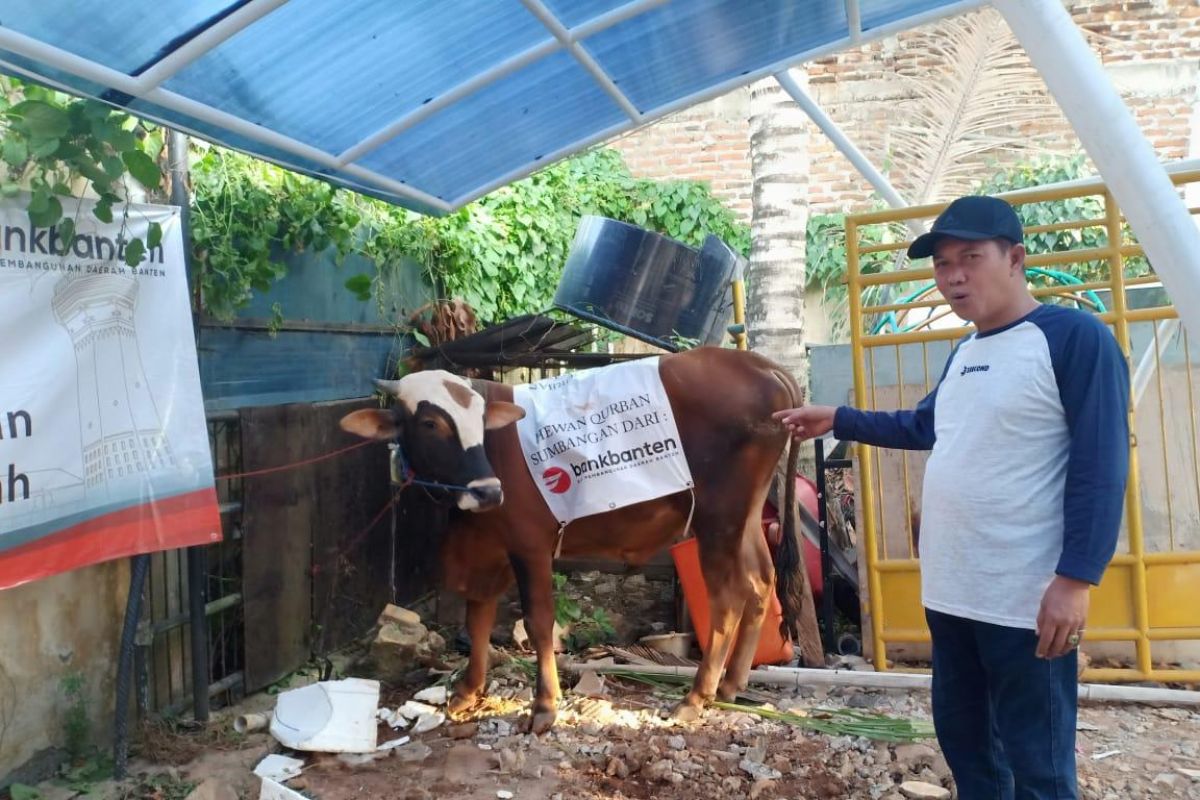 Berbagi kebahagian di Idul Adha, Bank Banten kurban dua ekor sapi untuk masyarakat Banten