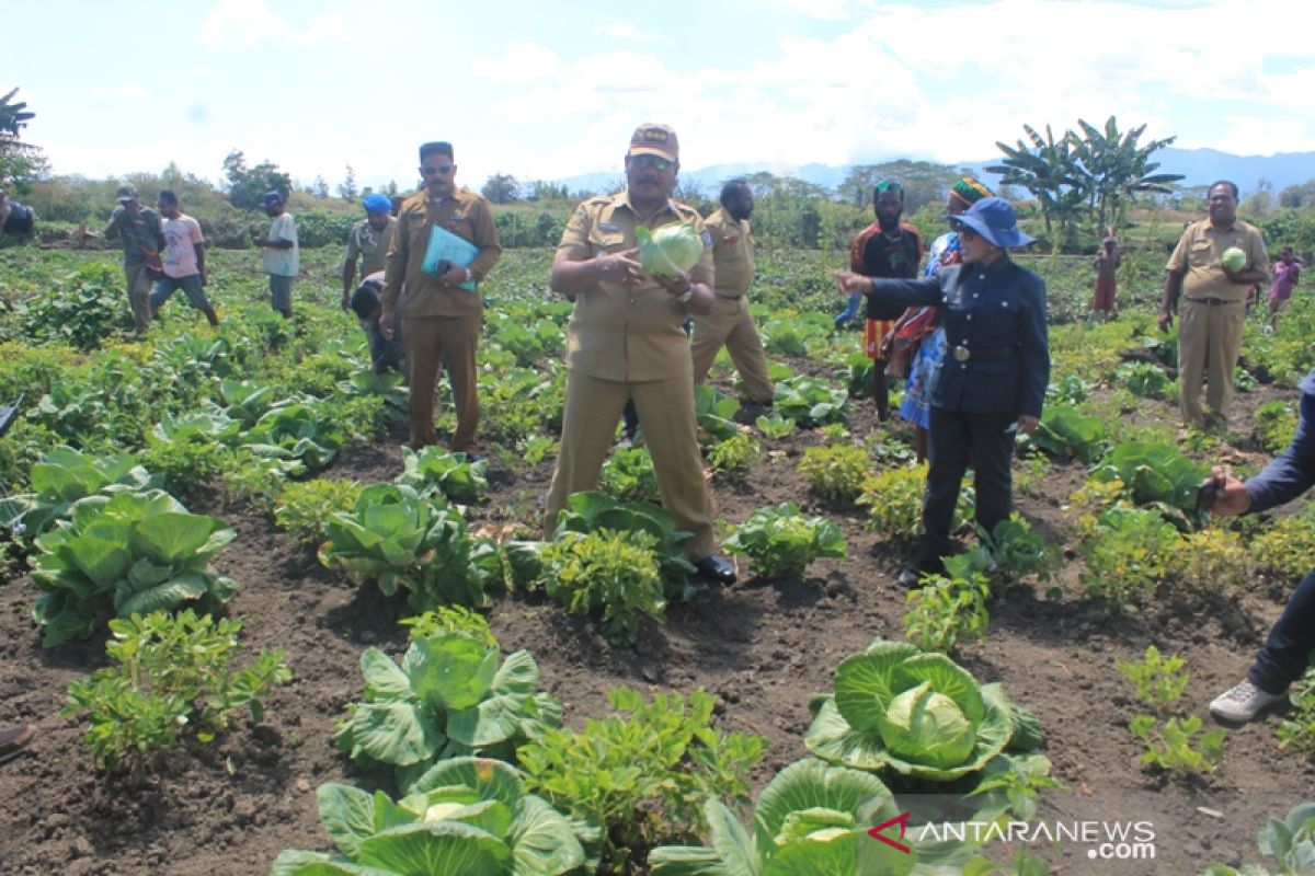 Teknologi baru untuk petani Jayawijaya