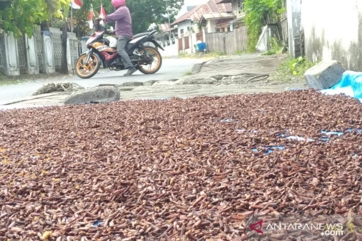 Harga cengkih di Manado turun menjadi Rp76.000/kg