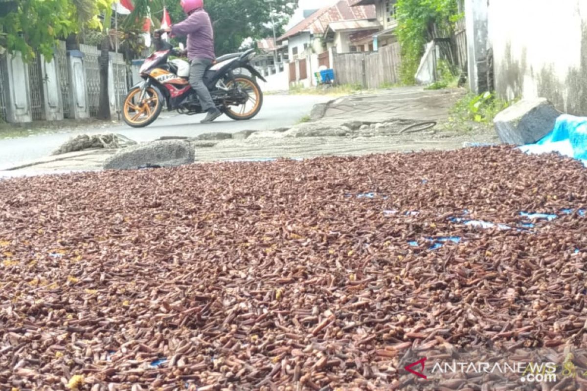 Harga cengkeh di Manado turun tipis