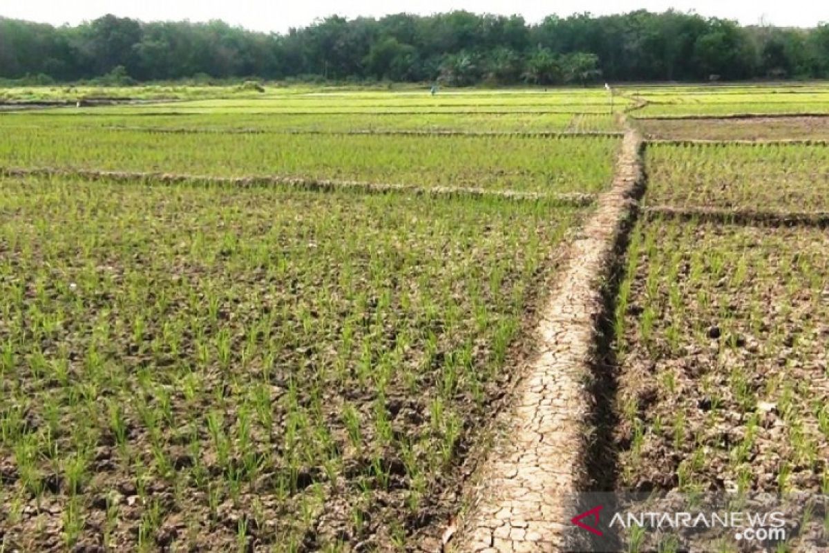 Tanah mulai retak-retak, puluhan hektare tanaman padi terancam gagal dipanen