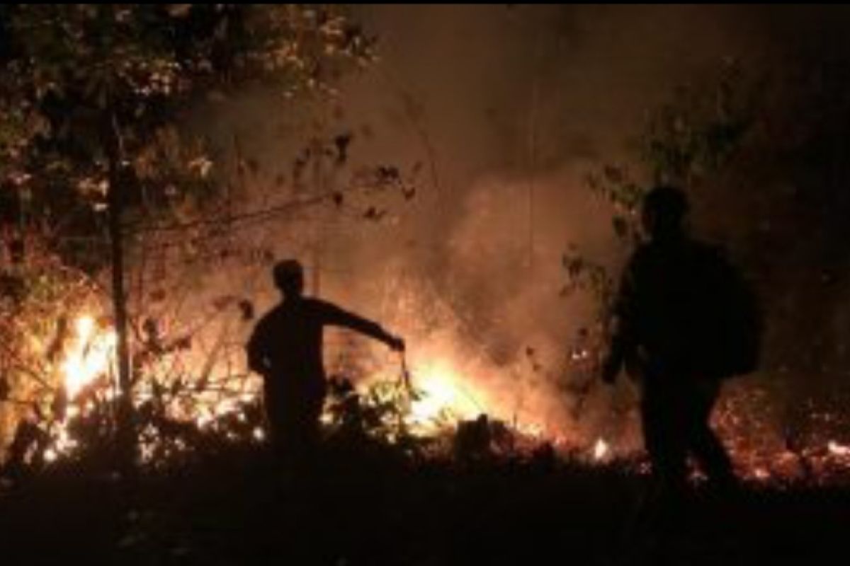 Wildfires ravage 1,500 hectares of land in Bintan District: Authority