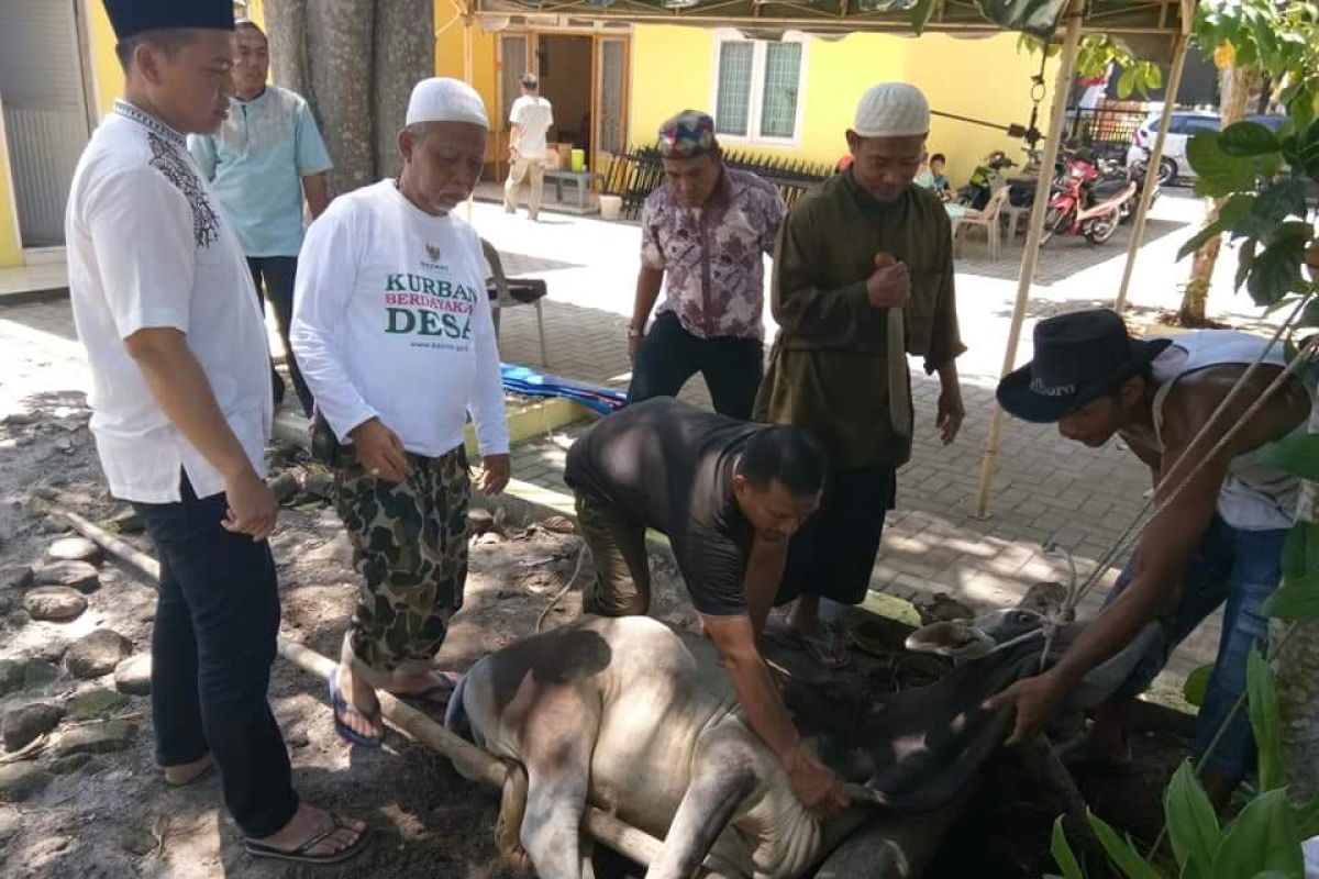 Warga Langkat berkurban 7.060 ekor sapi, kambing dan domba