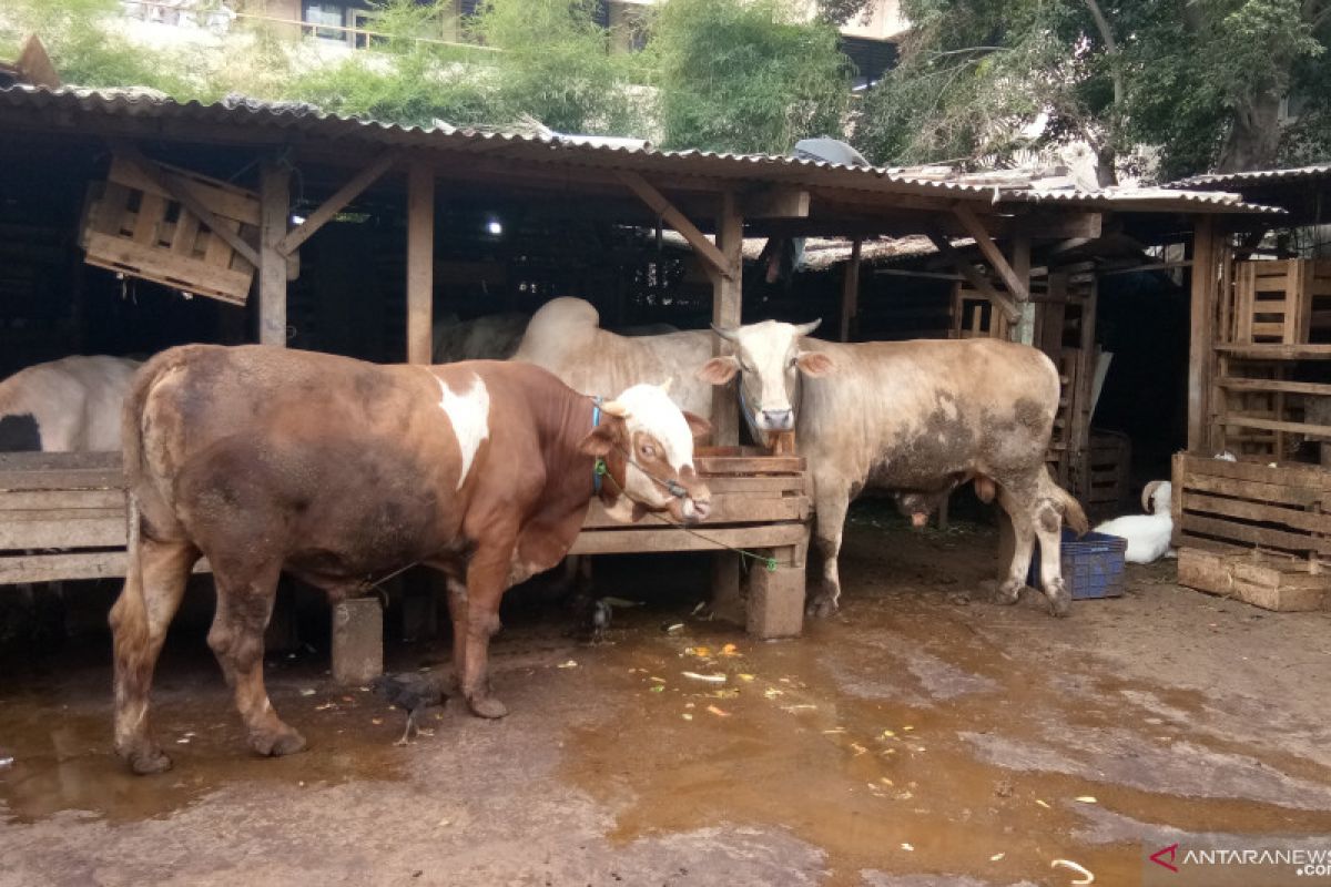 Dharma Jaya catat peningkatan penjualan hewan kurban