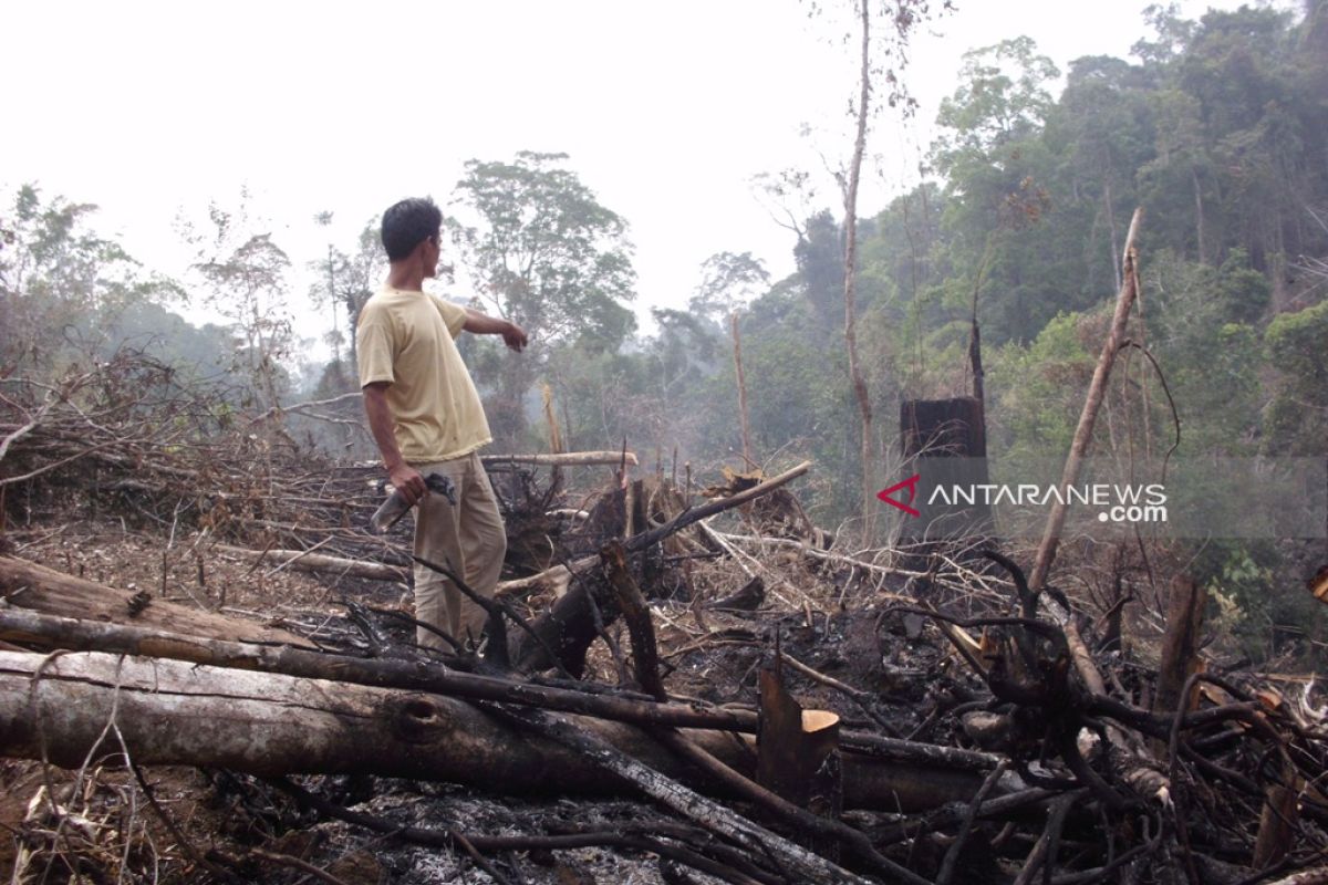 Pembukaan kebun picu kebakaran di Rejang Lebong