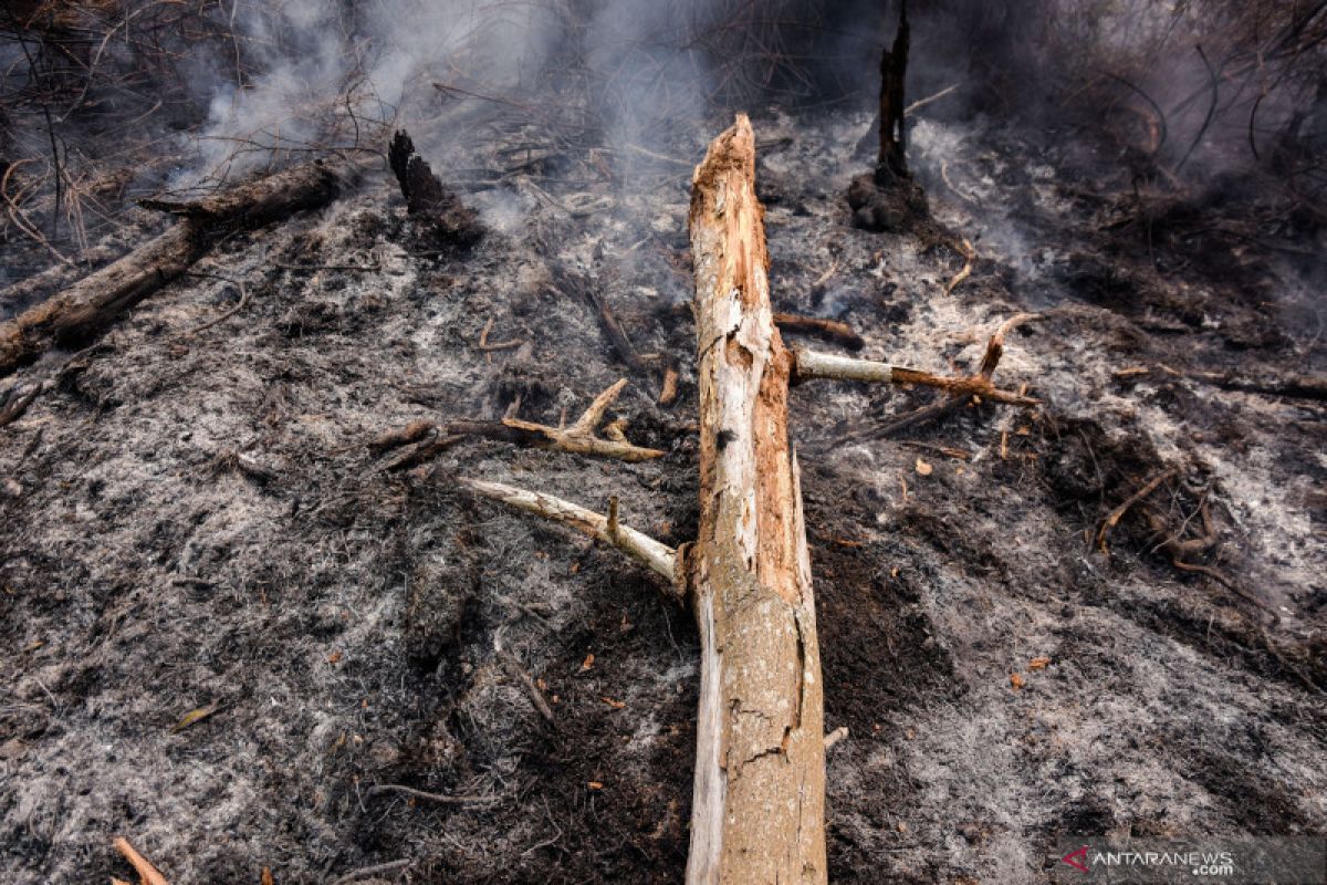 WWF sebut tersangka Bathin Hitam "pemain lama" perambahan Tesso Nilo, begini penjelasannya